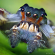 Illustration for article titled Alien monsters or awesome spiders, I just love these little guys